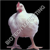 Top Quality Poultry Feed Supplements