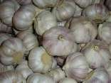 Fresh Garlic