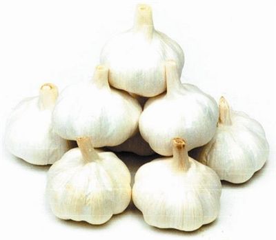 Garlic