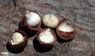 maca extract