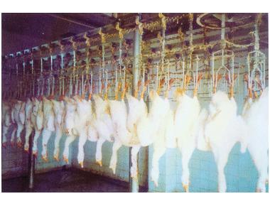 Poultry Slaughter House