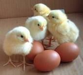 Green Broiler Chicks