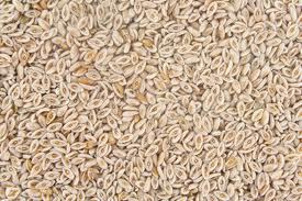 Finest Psyllium Seeds