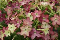 Nicotiana Plant