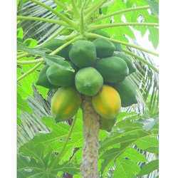 Papaya