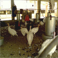 Turkey Farming Project By Deal Stores Company