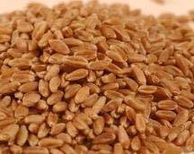 cumin seed