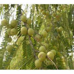 Organic Amla