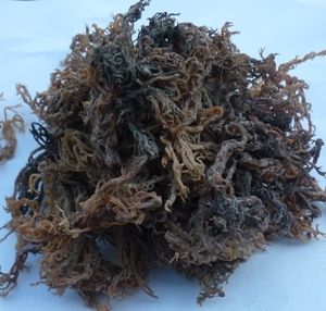 Ecottonii Seaweed (Viotle)