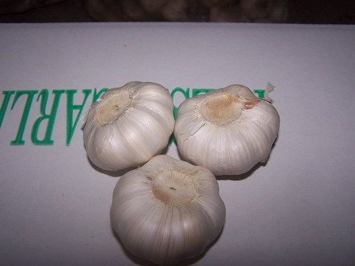 Garlic