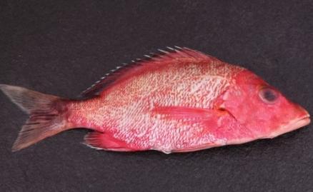 Red Snapper GGS