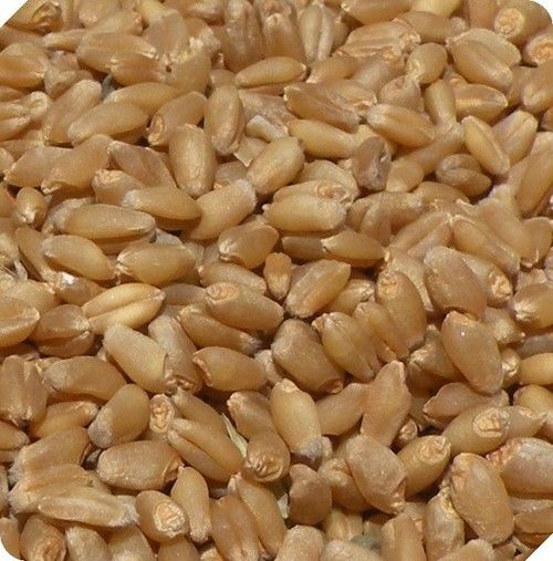 Wheat Seed