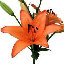 Lily Asiatic Flower