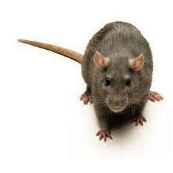 Rodent Control Services By Blue Star Pest control Co.