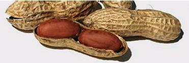 Groundnut Seeds [HPS]