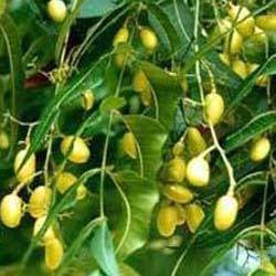 Neem Oil - Pure Neem Seed Extract | Organic, Biodegradable, Fumigation Properties, High-Tech Preservation of Active Ingredients