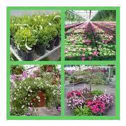 Nursery Garden Services