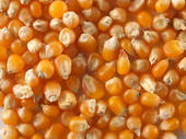 Yellow Maize