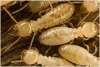 Termite Control Services By DPC Services