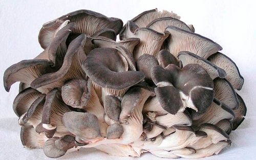 Pleurotus Columbinus Oyster Mushroom Spawns