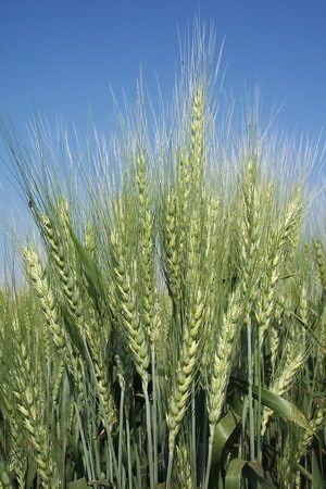 Ajeet 108 Wheat
