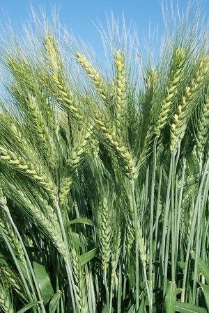 Ajeet 109 Wheat