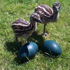 Emu Chicks