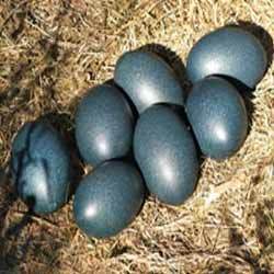 Emu Eggs