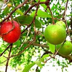 Kokum Juice Powder