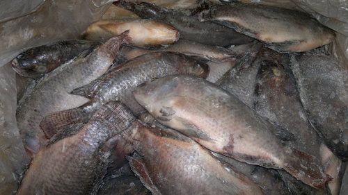 Frozen Whole Round Tilapia