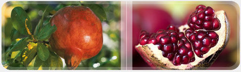 Polyphenols From Pomegranate