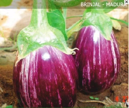 Brinjal