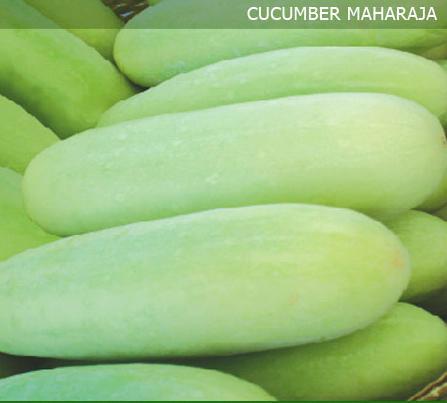 Cucumber