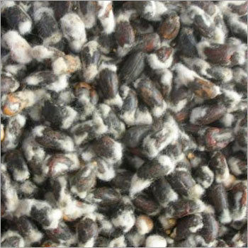 Agricultural Cotton Seeds