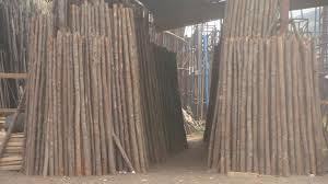 Casuarina Poles (SARU MUNDA)