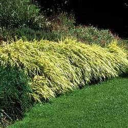 Ornamental Grass Service