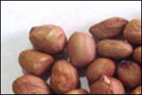 Groundnut