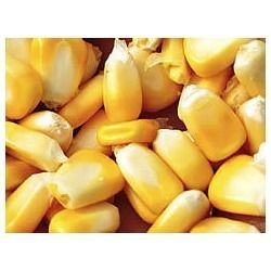 Yellow Maize Grain