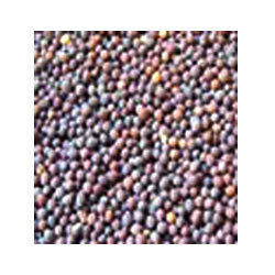 Mustard Seeds - Premium Quality, Unadulterated Flavor Enhancers for Indian Cuisine