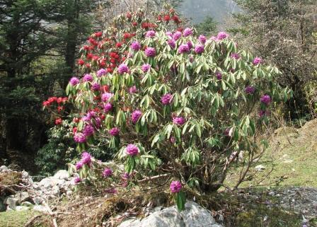 Rhododendron Tours By Atlas Outdoors
