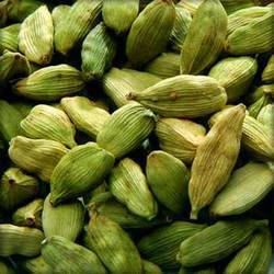 Cardamom Spice