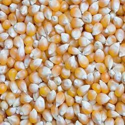 Maize