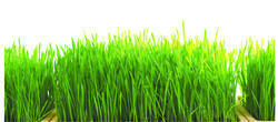 Wheat Grass Powder - Premium Quality, Authentic Ingredients for Optimal Nutrition