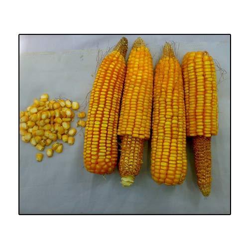 Maize Suraj Uttam (Sx)