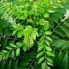 Curry Leaves