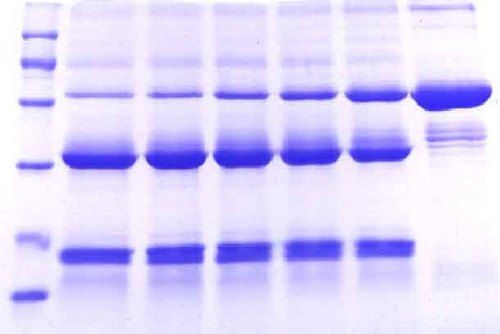 pharmaceutical enzyme