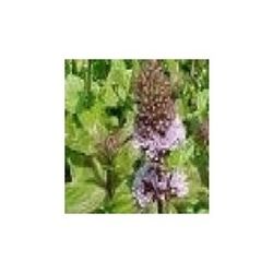 Mentha Peperita Extract