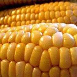 Yellow Maize