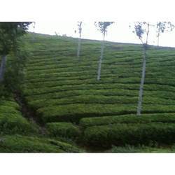 Konnor & Ooty Tea