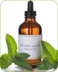 Spearmint Oil - Pale Yellow to Dark Yellow Fluid, Purity Minimum 55% L-Carvone | Ideal for Aromatherapy and Flavoring